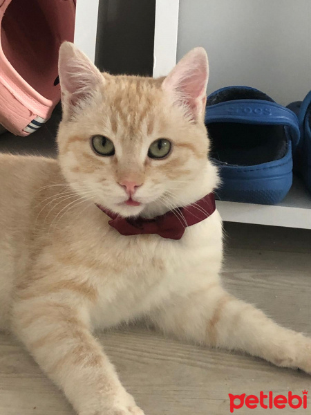 Tekir Kedi, Kedi  ismi yok fotoğrafı