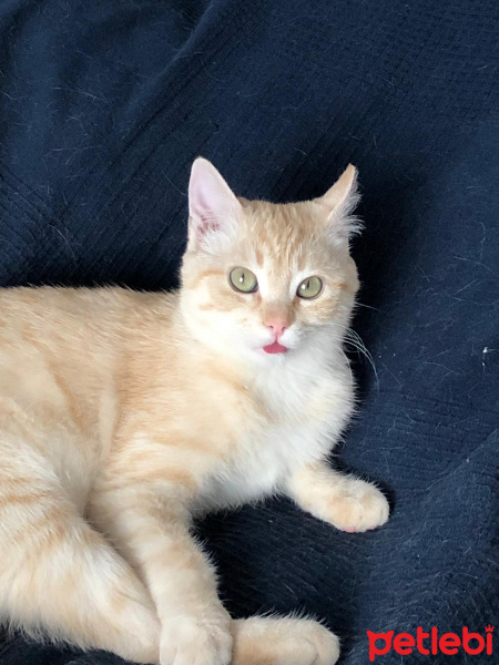 Tekir Kedi, Kedi  ismi yok fotoğrafı