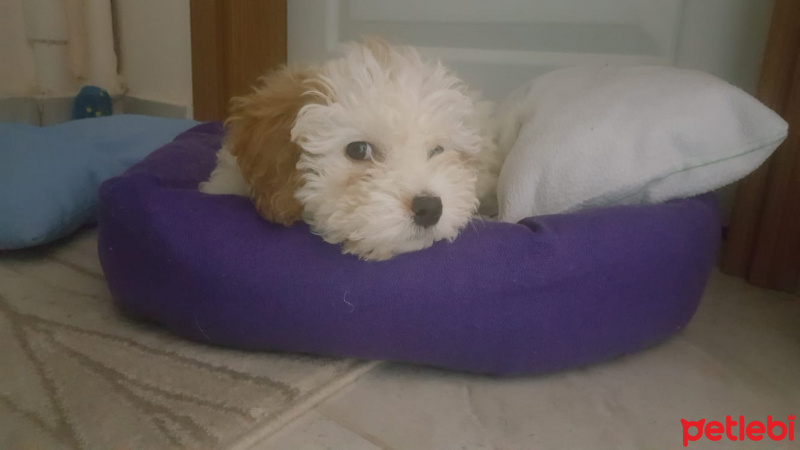 Maltese, Köpek  İdil fotoğrafı
