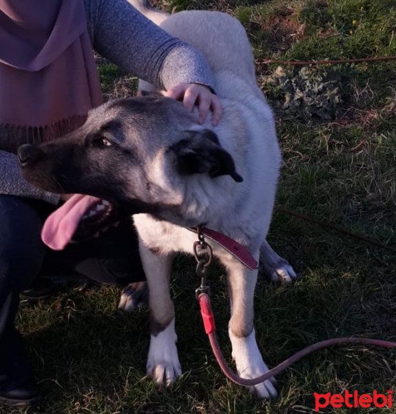 Kangal, Köpek  Çınar fotoğrafı