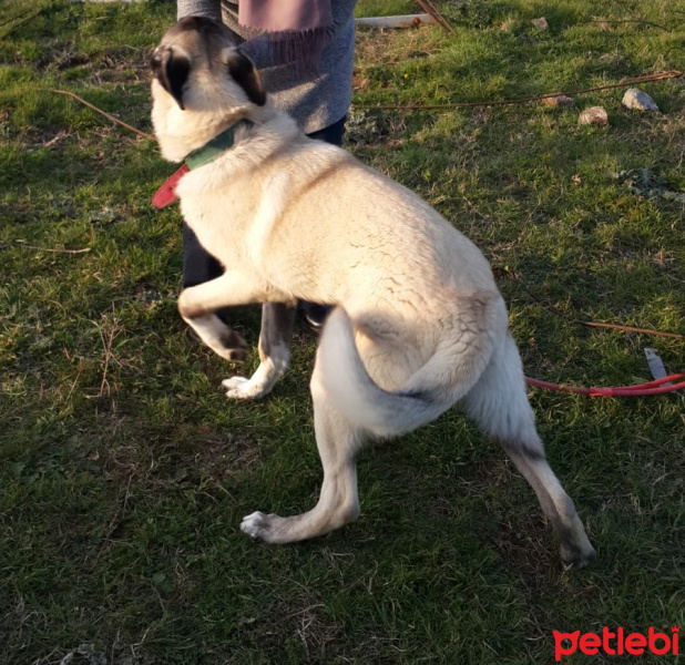 Kangal, Köpek  Çınar fotoğrafı