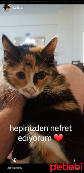 Tekir Kedi, Kedi  Cersei fotoğrafı