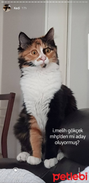 Tekir Kedi, Kedi  Cersei fotoğrafı