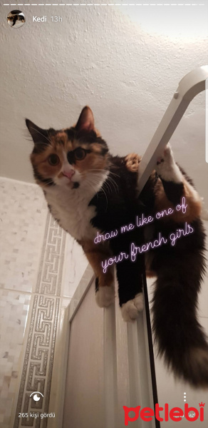 Tekir Kedi, Kedi  Cersei fotoğrafı