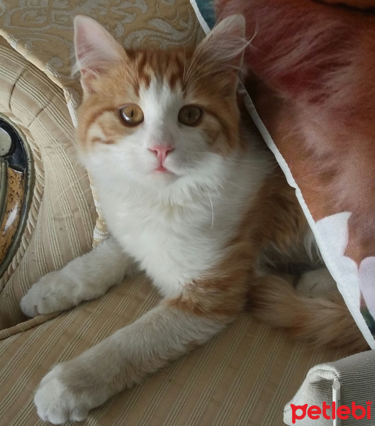 Sarman, Kedi  BALIM fotoğrafı