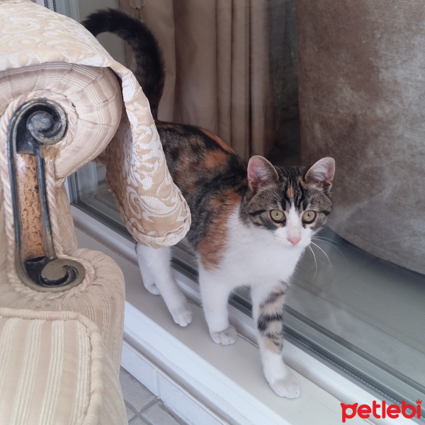 Sarman, Kedi  BALIM fotoğrafı