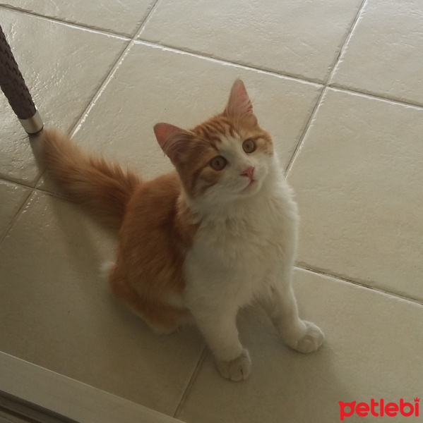 Sarman, Kedi  BALIM fotoğrafı