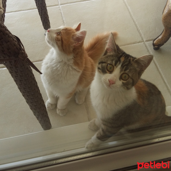 Sarman, Kedi  BALIM fotoğrafı