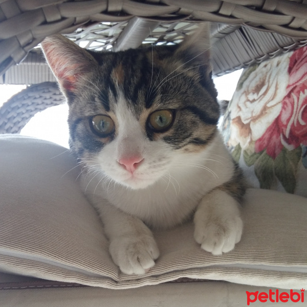 Sarman, Kedi  BALIM fotoğrafı