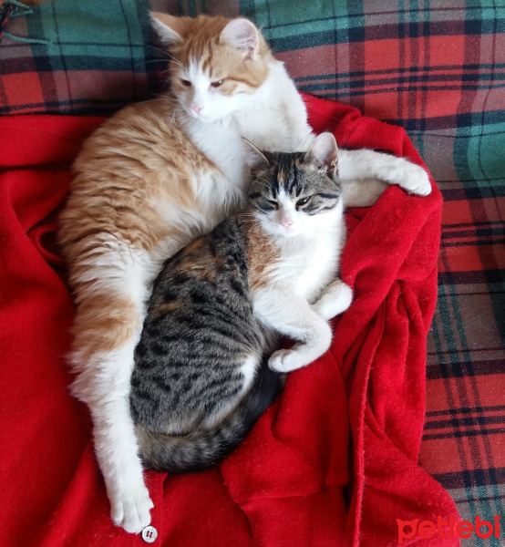 Sarman, Kedi  BALIM fotoğrafı