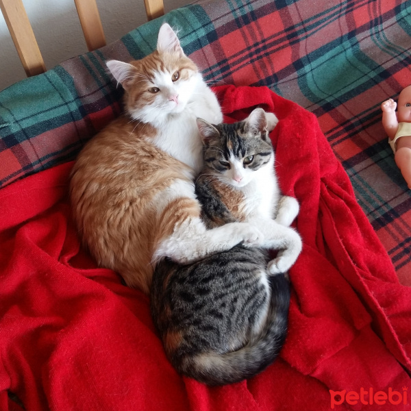 Sarman, Kedi  BALIM fotoğrafı