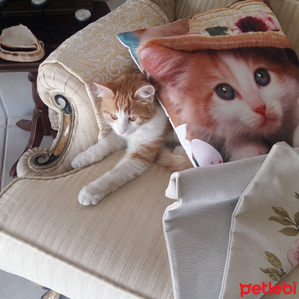 Sarman, Kedi  BALIM fotoğrafı