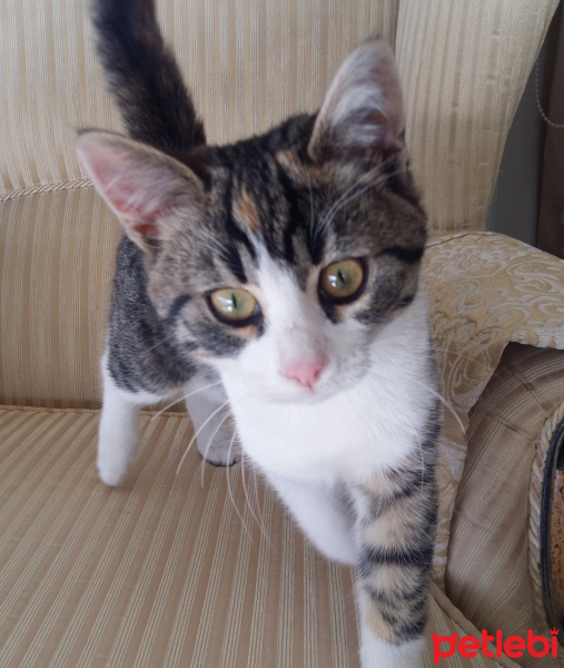 Sarman, Kedi  BALIM fotoğrafı