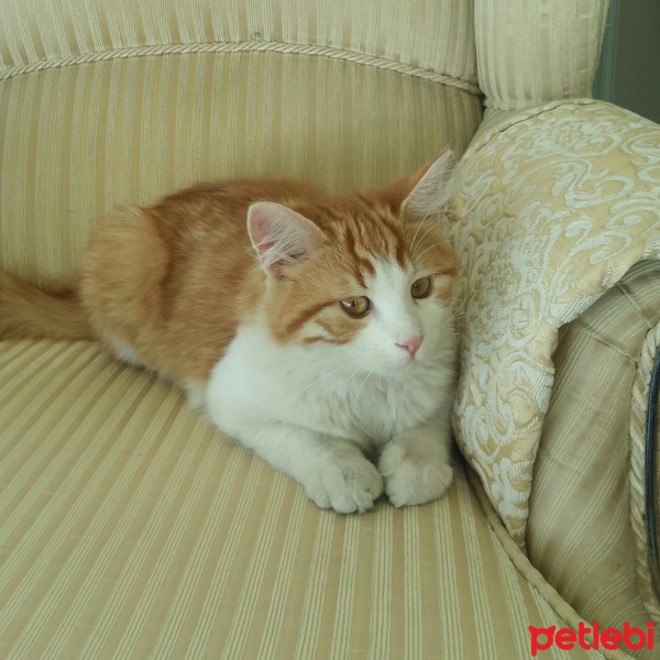 Sarman, Kedi  BALIM fotoğrafı