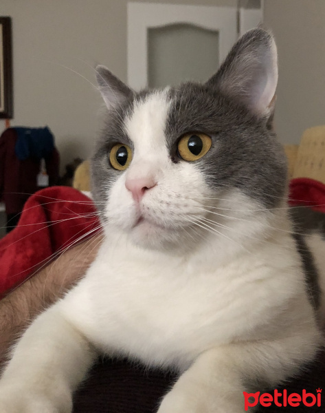 British Shorthair, Kedi  Efebey fotoğrafı