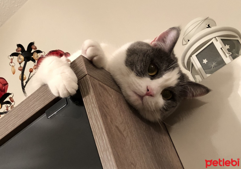 British Shorthair, Kedi  Efebey fotoğrafı