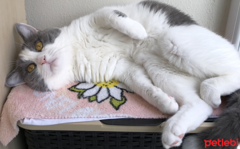 British Shorthair, Kedi  Efebey fotoğrafı