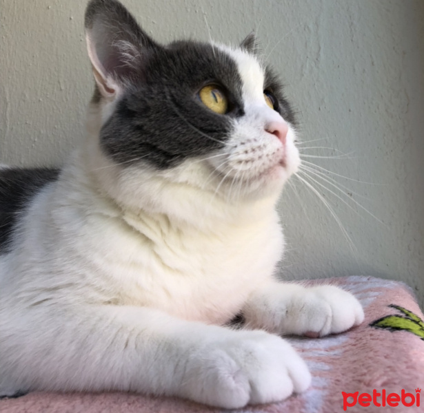 British Shorthair, Kedi  Efebey fotoğrafı