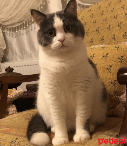 British Shorthair, Kedi  Efebey fotoğrafı
