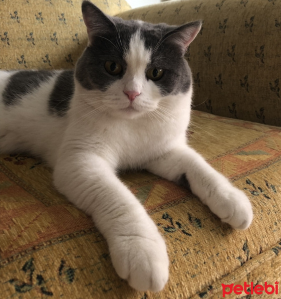British Shorthair, Kedi  Efebey fotoğrafı