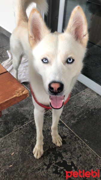 Sibirya Kurdu (Husky), Köpek  Ghost fotoğrafı