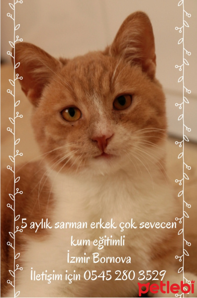 Sarman, Kedi  Badem fotoğrafı