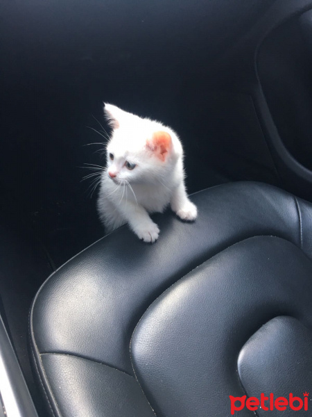 Van Kedisi, Kedi  bulut fotoğrafı