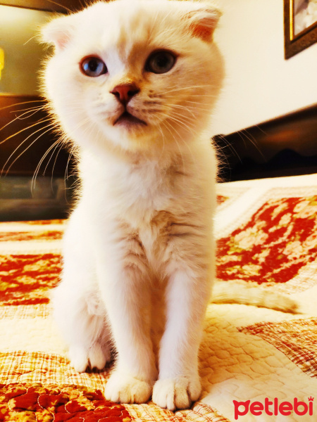 Scottish Fold, Kedi  Sütlaç fotoğrafı