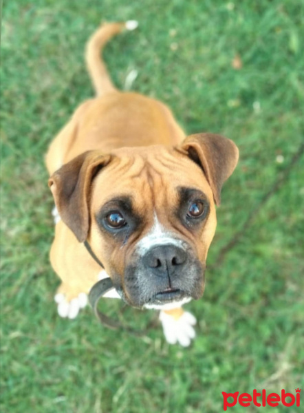 Boxer, Köpek  Zeus fotoğrafı