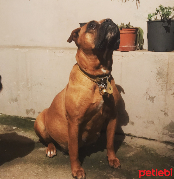 Boxer, Köpek  Hera fotoğrafı