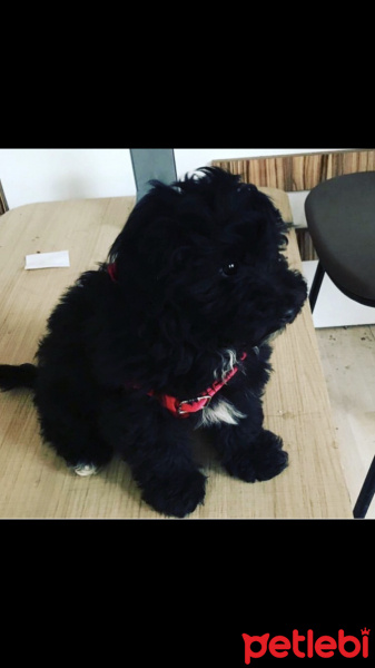 Maltese, Köpek  Gece fotoğrafı