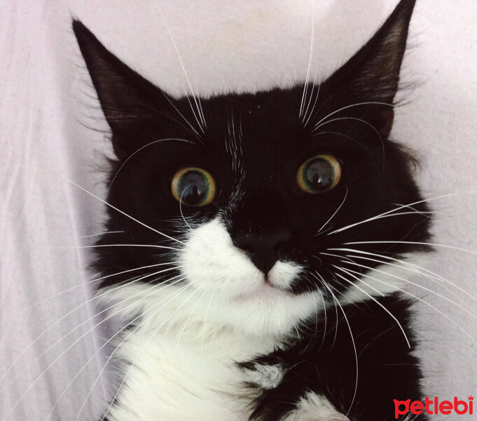 Tuxedo (Smokin) Kedi, Kedi  Selver fotoğrafı