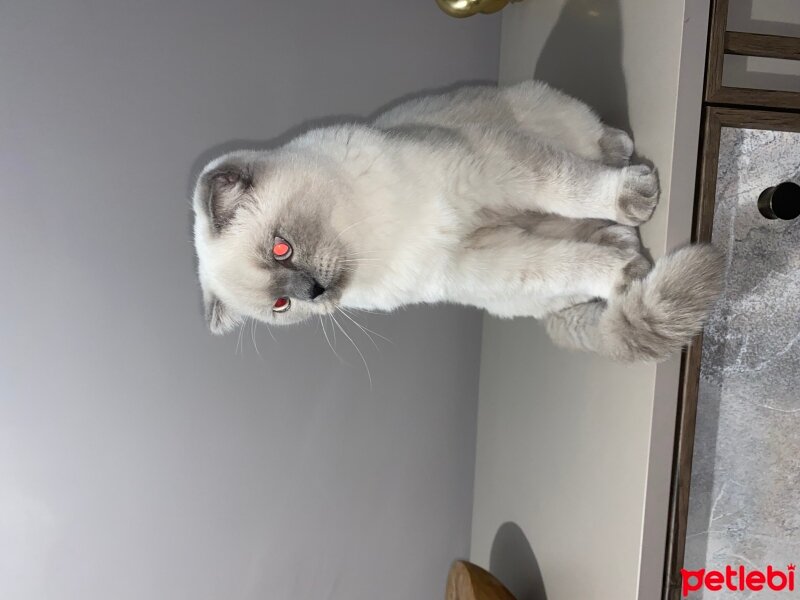 British Shorthair, Kedi  Geji fotoğrafı