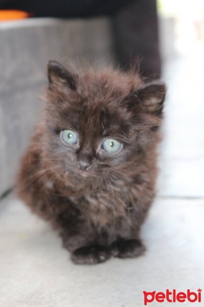 Ankara Kedisi, Kedi  casper fotoğrafı