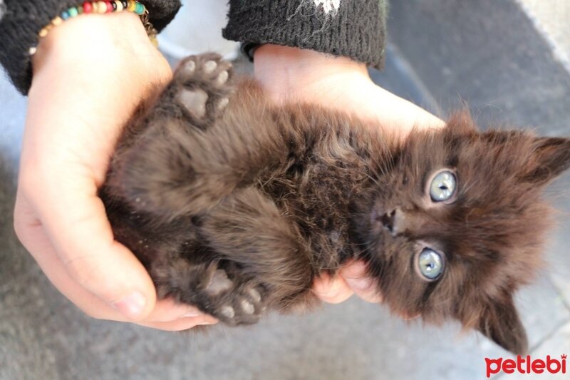 Ankara Kedisi, Kedi  casper fotoğrafı