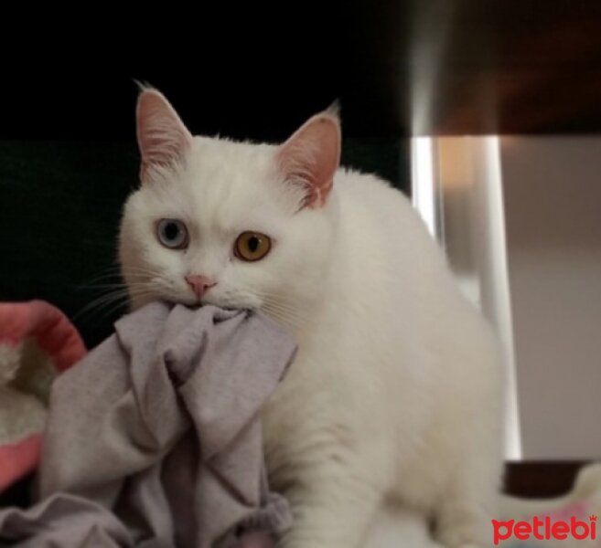 Ankara Kedisi, Kedi  casper fotoğrafı