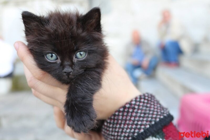 Ankara Kedisi, Kedi  casper fotoğrafı