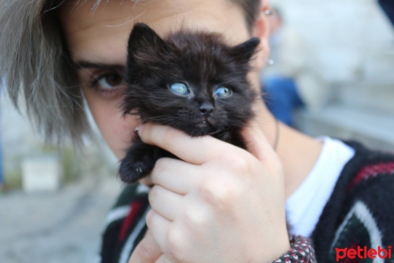 Ankara Kedisi, Kedi  casper fotoğrafı