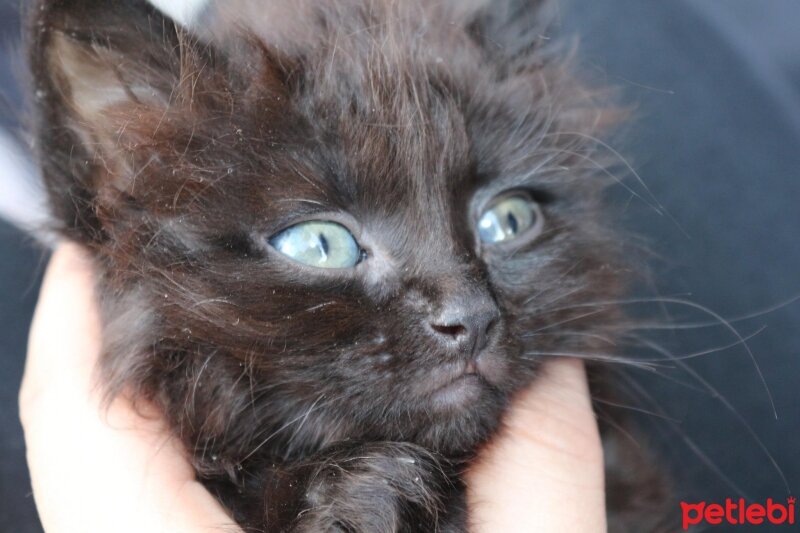 Ankara Kedisi, Kedi  casper fotoğrafı