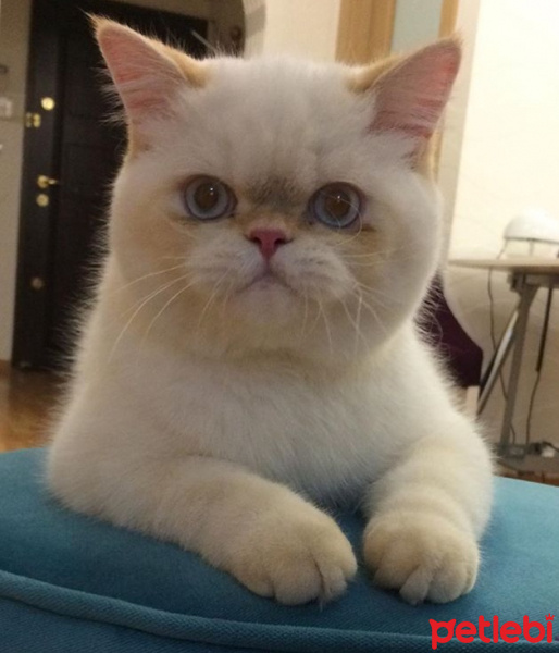Exotic Shorthair, Kedi  Casper fotoğrafı