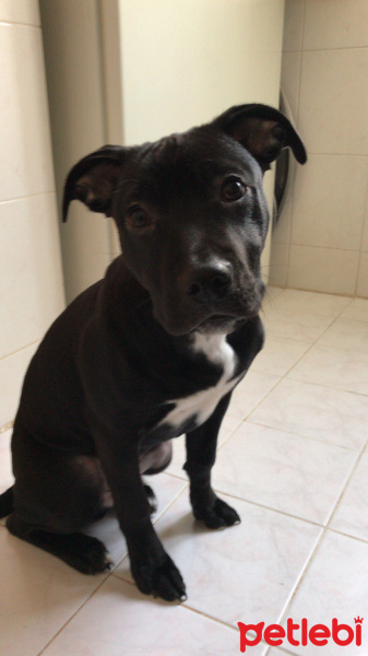Amerikan Pitbull Terrier, Köpek  Doçka fotoğrafı