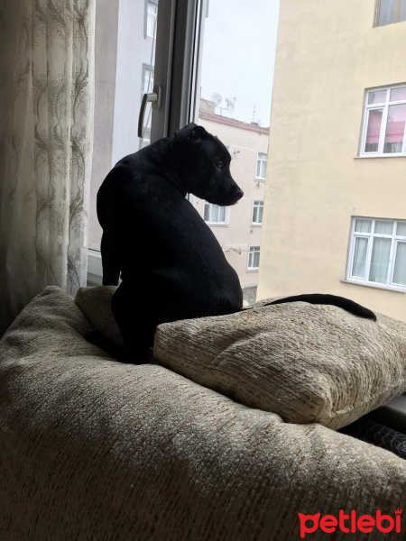 Amerikan Pitbull Terrier, Köpek  Doçka fotoğrafı