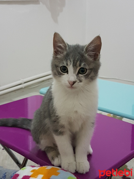 Tekir Kedi, Kedi  Duman fotoğrafı