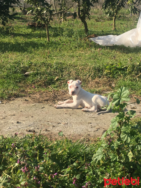 Dogo Arjantin, Köpek  Ares fotoğrafı