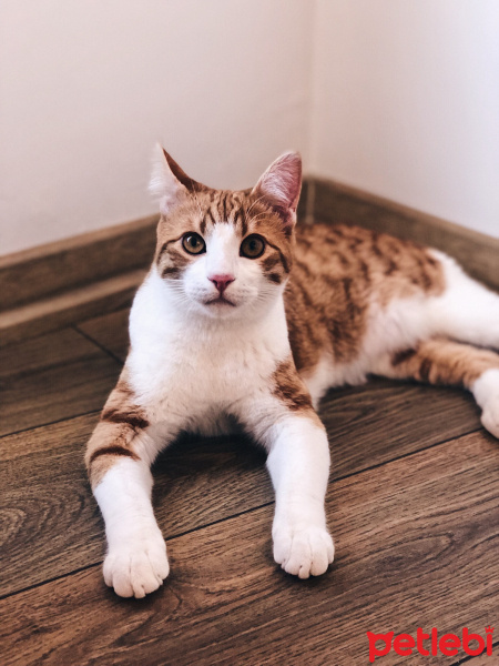 Sarman, Kedi  Murphy fotoğrafı