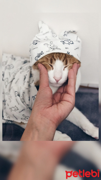 Sarman, Kedi  Murphy fotoğrafı