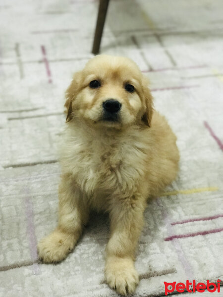 Golden Retriever, Köpek  Badem fotoğrafı