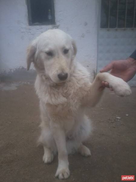 Golden Retriever, Köpek  papi fotoğrafı