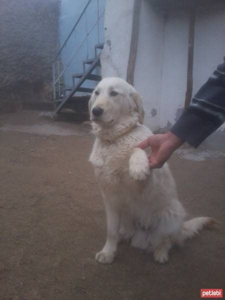 Golden Retriever, Köpek  papi fotoğrafı