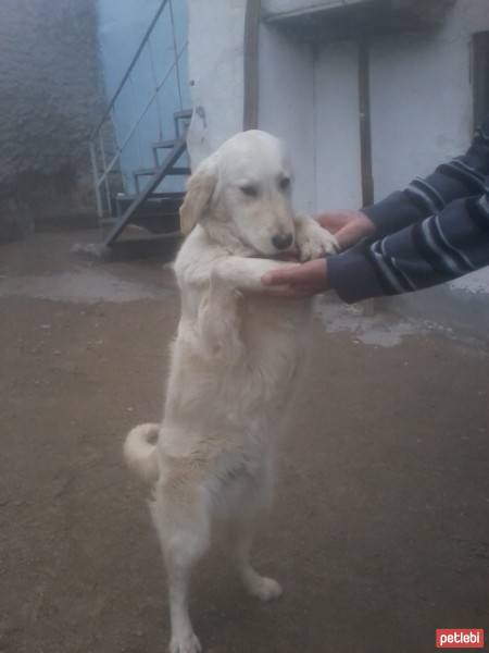 Golden Retriever, Köpek  papi fotoğrafı
